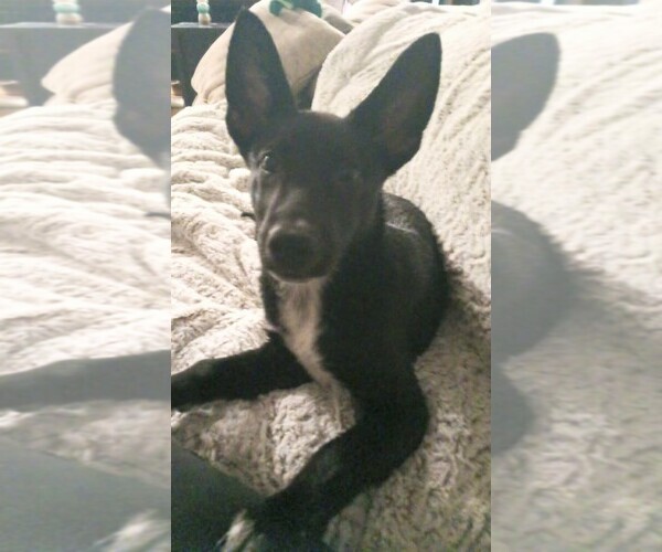 Medium Photo #8 Mutt Puppy For Sale in Holly Springs, NC, USA