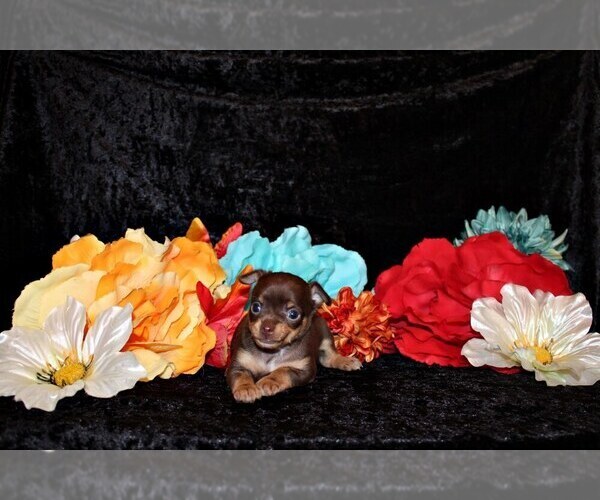 Medium Photo #29 Chihuahua Puppy For Sale in CHARLESTON, AR, USA