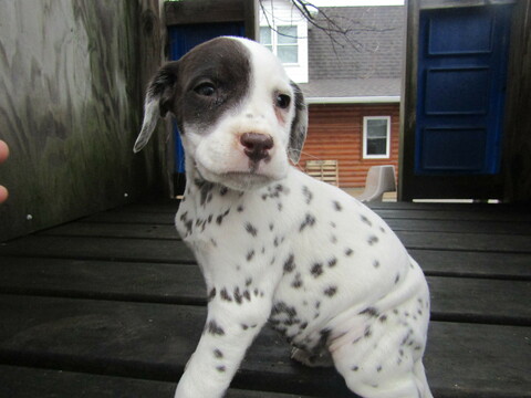 Medium Photo #1 Dalmatian Puppy For Sale in HUDSON, MI, USA