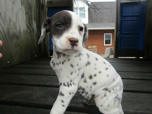 Dalmatian Puppy for sale in HUDSON, MI, USA