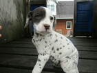 Small Photo #1 Dalmatian Puppy For Sale in HUDSON, MI, USA