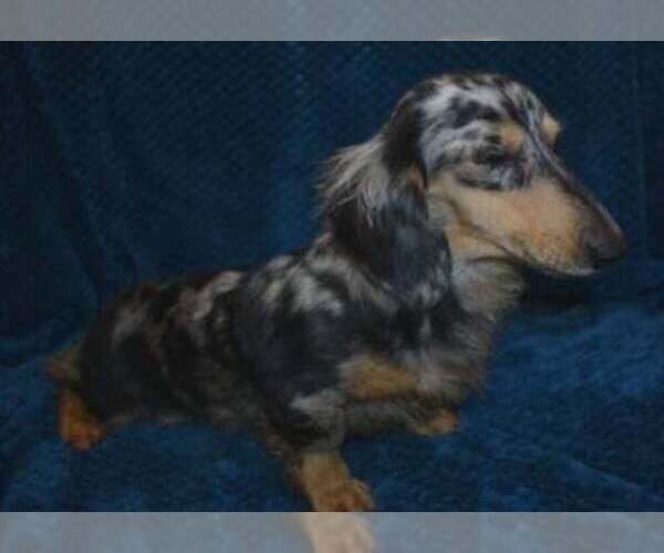Medium Photo #1 Dachshund Puppy For Sale in MC CRORY, AR, USA