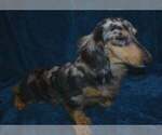 Small Photo #1 Dachshund Puppy For Sale in MC CRORY, AR, USA