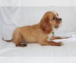 Small #3 Cavalier King Charles Spaniel