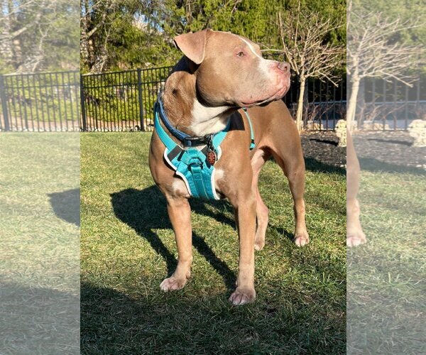 Medium Photo #5 American Pit Bull Terrier-Unknown Mix Puppy For Sale in Germantown, OH, USA