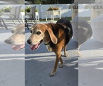 Small #1 Beagle