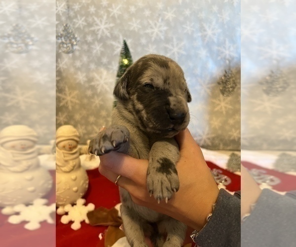 Full screen Photo #4 Great Dane Puppy For Sale in AMELIA, VA, USA