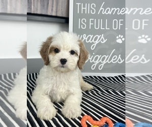 Cavapoo Puppy for sale in GREENWOOD, IN, USA