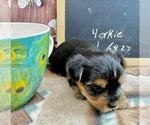 Small #3 Yorkshire Terrier