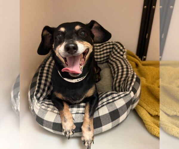 Medium Photo #3 Dachshund-Unknown Mix Puppy For Sale in Weston, FL, USA