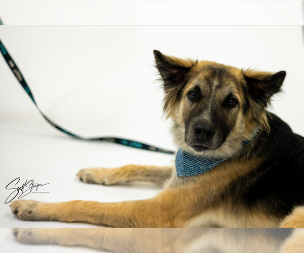 Medium Photo #1 Mutt Puppy For Sale in Brooklyn Center, MN, USA