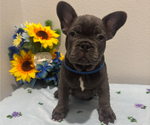Image preview for Ad Listing. Nickname: Litter of 8