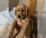 Small #6 Golden Retriever
