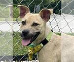 Small #1 Black Mouth Cur Mix