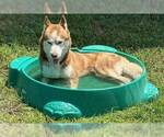 Small #2 Huskies  Mix