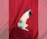 Small #1 Dachshund