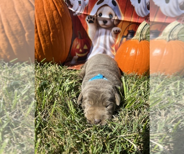 Medium Photo #8 Labrador Retriever Puppy For Sale in NEOLA, WV, USA
