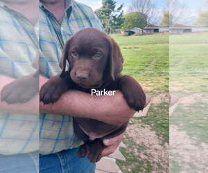 Labrador Retriever Puppy for sale in HARRISONBURG, VA, USA