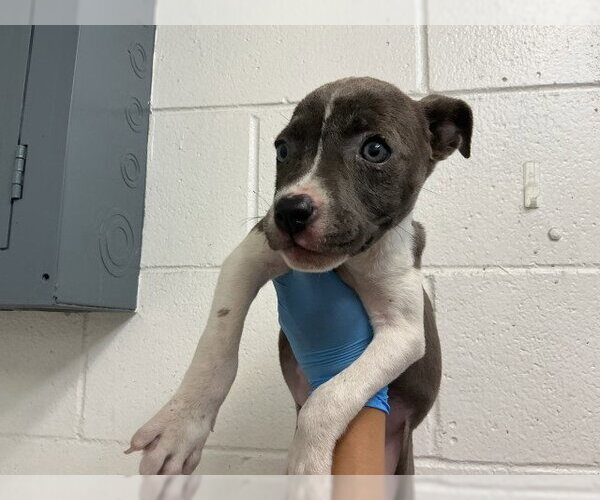 Medium Photo #1 Mutt Puppy For Sale in San Bernardino, CA, USA