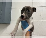 Small Mutt