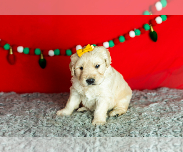 Medium Photo #2 Golden Retriever Puppy For Sale in WOLCOTTVILLE, IN, USA