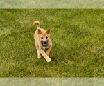 Puppy Jake Shiba Inu