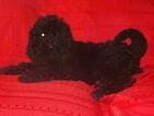 Small Photo #9 Goldendoodle-Poodle (Standard) Mix Puppy For Sale in DETROIT, MI, USA