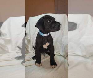 Great Dane Puppy for sale in KNOXVILLE, TN, USA