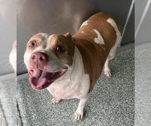 American Pit Bull Terrier Dogs for adoption in Salisbury, NC, USA