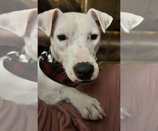 Medium Photo #3 Mutt Puppy For Sale in Holly Springs, NC, USA