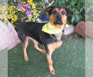 Mastiff-Unknown Mix Dogs for adoption in Oklahoma City, OK, USA