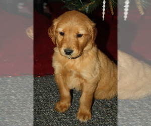 Golden Retriever Puppy for sale in WEST CONCORD, MN, USA
