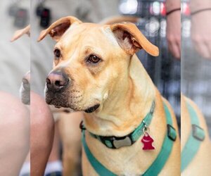 Chinese Shar-Pei-Labrador Retriever Mix Dogs for adoption in Garner, NC, USA