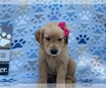 Small #3 Golden Retriever