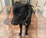 Small #5 American Pit Bull Terrier-Labrador Retriever Mix