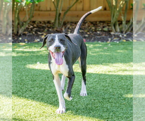 Medium Photo #4 Mutt Puppy For Sale in Hilton Head, SC, USA