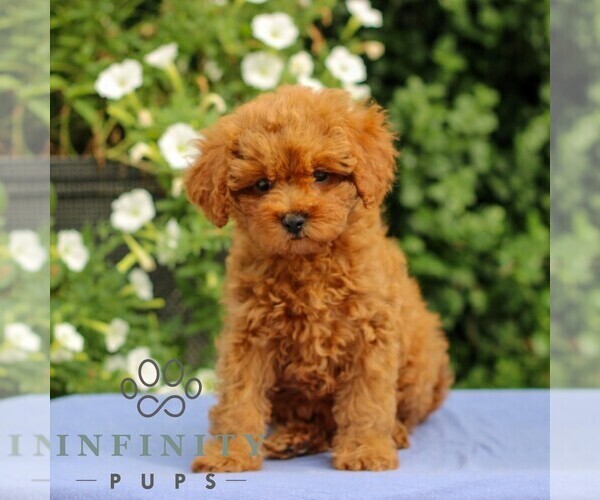 Medium Photo #3 Cavapoo Puppy For Sale in EAST EARL, PA, USA