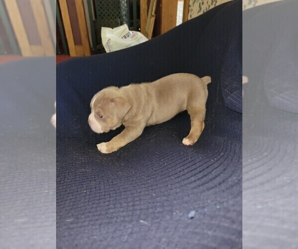 Medium Photo #7 Olde English Bulldogge Puppy For Sale in HAMLER, OH, USA