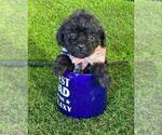 Small #36 Poodle (Toy)