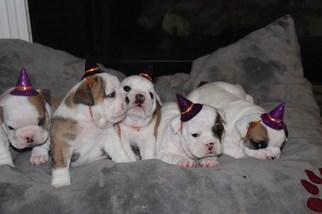 Bulldog Puppy for sale in HIGH POINT, NC, USA