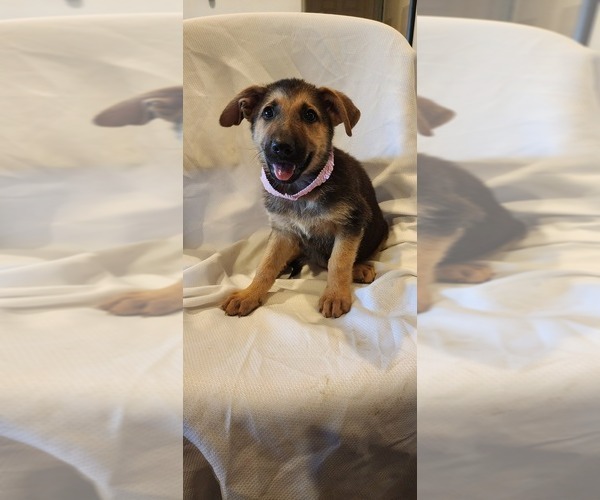 Medium Photo #6 German Shepherd Dog Puppy For Sale in INEZ, TX, USA