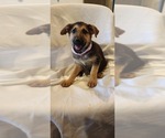 Litter of 4 - Male(s) and Female(s) German Shepherd DogLitter of Puppies for Sale - Photo #6