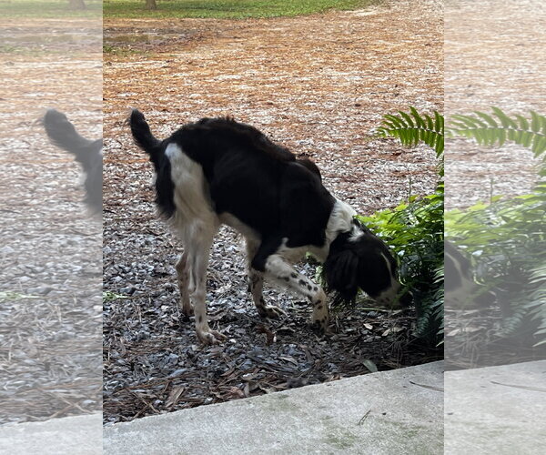 Medium Photo #4 Brittany Puppy For Sale in Curwensville, PA, USA