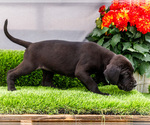 Small #4 Great Dane
