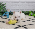 Small #4 West Highland White Terrier