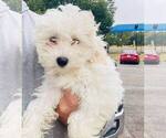 Small Photo #4 Maltipoo Puppy For Sale in ADDISON, TX, USA