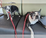 Small #3 Boston Terrier