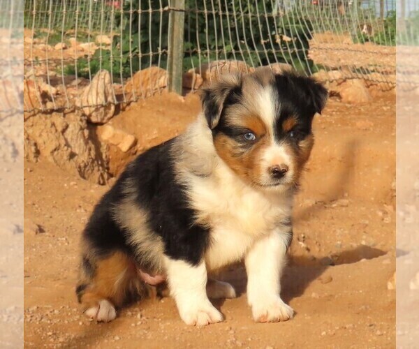 Medium Photo #33 Miniature Australian Shepherd Puppy For Sale in WITTMANN, AZ, USA