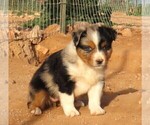 Small Photo #33 Miniature Australian Shepherd Puppy For Sale in WITTMANN, AZ, USA