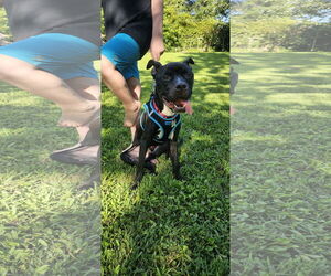 American Staffordshire Terrier-Unknown Mix Dogs for adoption in Holly Springs, NC, USA